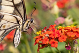 swallowtail butterlfy on colorful flowers