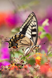 swallowtail butterlfy on colorful flowers