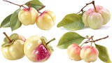 Watercolor renderings depict Garcinia gummi-gutta fruit; a tropical fruit known for its health benefits