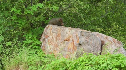Wall Mural - Indian grey mongoose or Herpestes edwardsii couple or pair in action on big rock making love mating behavior in natural monsoon green background during safari ranthambore national park rajasthan india