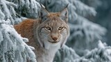Wild lynx in snowy mountain habitat blending into natural winter background, wildlife conservation theme