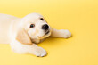 © pavlofox - Puppy tilts its head against a bright yellow background