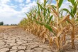 © Netsai - Dry, cracked soil in a cornfield under a blue sky, some corn stalks are still green, others are dry and wilted, indicating drought conditions.