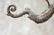 © hendi - Spiral Vine: Texture, Growth, and Nature's Curl - Wood, Branch, Plant, Close-Up, Tendril, Pattern, Outdoor, Bark, Weathered