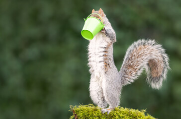 Wall Mural - Grey squirrel eating nuts from a small green bucket on a mossy tree branch