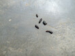 © Nurulhu87 - Rat droppings on a concrete surface, small dark pellets commonly found in areas with rodent activity, indicating the presence of pests.