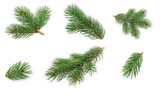 pine tree branches, isolated on transparent background.