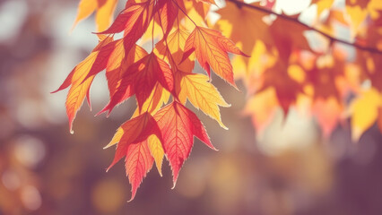 Wall Mural - maple leaves glowing in vibrant red and yellow hues under autumn sunlight, creating a stunning backd