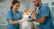 © Volha - veterinary professionals examine akita dog in clinic, highlighting pet healthcare and animal wellbeing. two veterinarians in blue scrubs provide care, expressing compassion and expertise