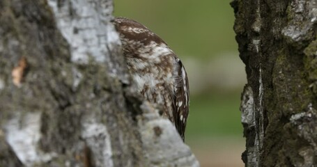 Adorable owl in birch forest. Boreal owl, Aegolius funereus, peaks out from behind birch tree trunk. Typical small owl with beautiful big yellow eyes. Known as Tengmalm's owl. Wildlife nature.