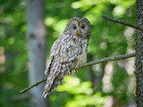 Puszczyk Uralski w Beskidzie Małym. Strix uralensis, Ural Owl.