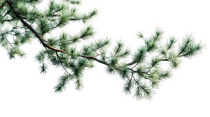 A branch of a vibrant pine tree adorned with fresh needles bathed in sunlight evoking a sense on transparent background