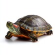 © Caspernik - Vibrant red-eared slider turtle with distinctive patterned shell and bright green eye against clean white background, perfect for pet care or wildlife conservation