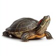 © Caspernik - Detailed Red-Eared Slider Turtle with Dark Shell and Distinctive Red Marking Behind Eye on White Background, Perfect for Wildlife Education or Pet Care Information