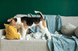© Alina - Wire fox terrier dog sitting on a sofa after tearing apart a pillow. The dog is surrounded by white stuffing from the destroyed cushion, with bits scattered across the furniture and floor.