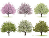 Set of Prunus persica and Prunus avium blossoming frontal street trees isolated png