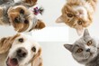 © Rifqi - Cute adorable pets two dogs and two cats looking down at the camera with curious eyes, concept for pet related advertising campaigns promoting pet products veterinary services and animal rescue