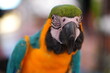 © Jimmy - Brilliant Macaw Parrot in Lush Tropical Rainforest Canopy