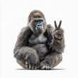 © Hafsa Ahmed Khan - gorilla making a peace gesture with two fingers calm serene pose clean white background