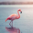 © charlie - graceful flamingo standing in shallow water on pink feathers soft water reflections
