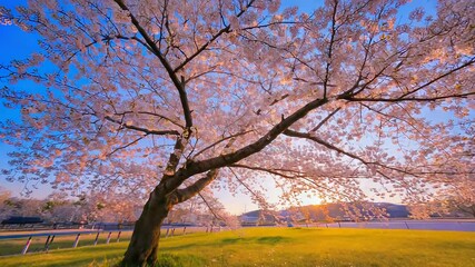 Wall Mural - blooming cherry tree at sunset in a japanese park