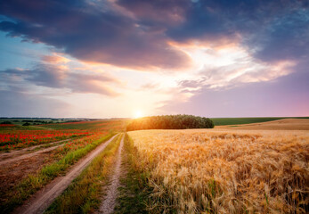 Wall Mural - Cultivated fields stretch towards the horizon, where vibrant colors of sunset paint the sky in a calm rural landscape.