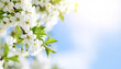 © Thanthara - White cherry blossom branch with green leaves in spring under bright blue sky