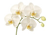 © Krtola  - Delicate white orchid with golden center, featuring soft petals and emerging buds against clean transparent backdrop