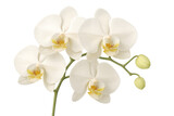 Delicate white orchid with golden center, featuring soft petals and emerging buds against clean transparent backdrop