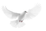 A white dove flying with wings spread isolated on transparent background