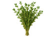 © PNG Kingdom  - Freshly harvested thyme bunch, tied neatly and ready for culinary use, isolated against a transparent background for clear visibility