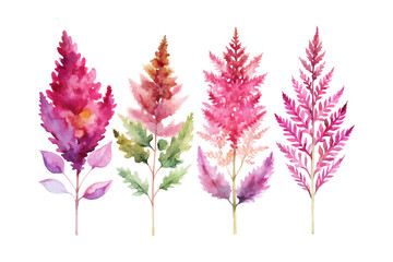 set of watercolor astilbe branch vector illustration isolated on white background