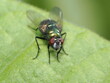 © Fede - La Lucilia sericata, o mosca verde botella, es una mosca común a nivel mundial. Sus larvas se usan en larvaterapia para limpiar heridas. También es importante en medicina forense.