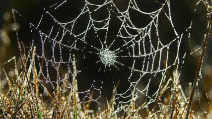 Dew Kissed Web Draped On Morning Grass Awaits Prey
