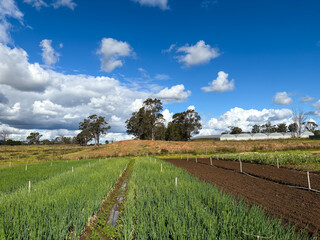 Wall Mural - Green farm and sunny sky in the afternoon.