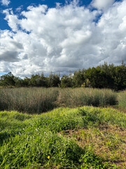 Wall Mural - Green grass field and cloudy blue sky in the afternoon.