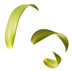 Wall Mural - Beautiful fresh Green leaves of the Lily plant falling in the air isolated on white background.