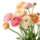 Closeup of a bouquet of ranunculus flowers isolated on transparent background  
