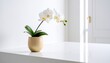 © Adhrimusfa - A modern still life photo of a single orchid in a sleek minimalist vase on a clean white table