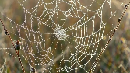 Dew-Covered Spiderweb in Morning Light