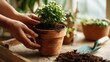 © spyrakot - First-Person View of Repotting Indoor Plant in Terracotta Pot with Fresh Soil