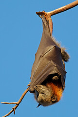 Wall Mural - a grey-headed flying fox (pteropus poliocephalus) hanging in a tree during the day, south australia