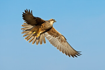 Wall Mural - a lanner falcon (falco biarmicus) in flight against a clear blue sky, south africa