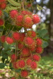 Fresh rambutan from garden for sale, Rambutan, Nasarn Rambutan, Nasarn school rambutan is most delicious rambutan in Thailand