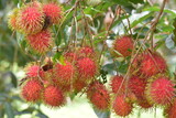 Fresh rambutan from garden for sale, Rambutan, Nasarn Rambutan, Nasarn school rambutan is most delicious rambutan in Thailand