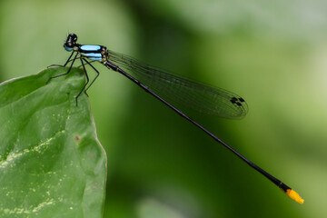 Wall Mural - blue dragonfly insect with delicate wings on a vibrant green leaf in nature