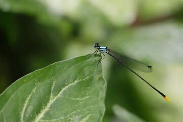 Wall Mural - blue dragonfly insect with delicate wings on a vibrant green leaf in nature