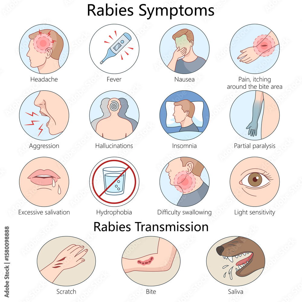 rabies symptoms and how the virus spreads through scratches, bites ...