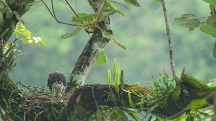 Wall Mural - a young Crested Serpent Eagle chick in a robust nest. The background is a soft blur of green foliage, indicating a lush forest environment.