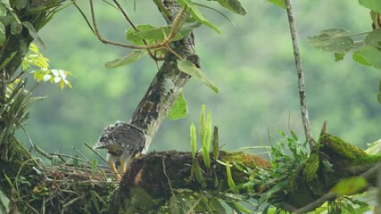 Wall Mural - a young Crested Serpent Eagle chick in a robust nest, built high on a tree branch covered in moss and epiphytes in a lush forest environment.